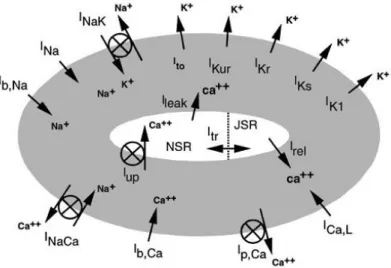 Figura 3.1: Representaci´ on esquem´ atica. Imagen tomada de ”Ionic mechanisms underlying human atrial action potential properties: insights from a mathematical model” [2]