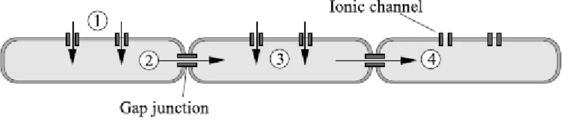 Figura 3.2: Propagaci´ on de un impulso. Imagen tomada de ”A Biophysical model of atrial fibrillation and electrograms: formulation, validation and applications” [3]