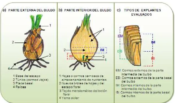 Figura  4.  Características  del  bulbo  de  explantes evaluados