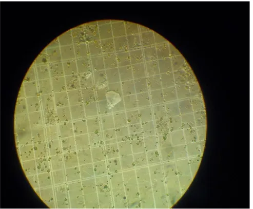 Figura 1.1. Microalgas Chlorella sp vista al microscopio 