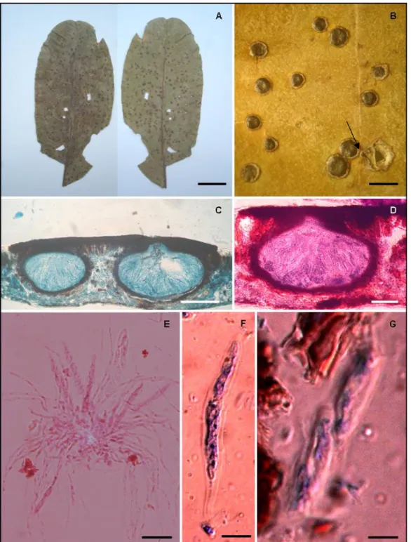 FIGURA 1. A-G Phyllachora astroniicola, nom. prov., en hojas de Astronium fraxinifolium  (Anacardiaceae)