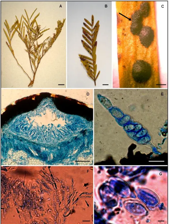 FIGURA  7.  A-G  Phyllachora  spec.  nov.  No  4,  en  hojas  de  Chamaecrista  flexuosa  (Fabaceae)