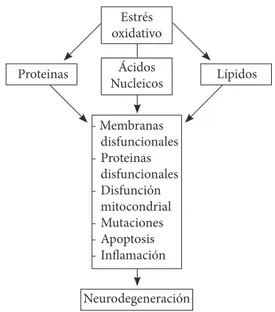 Figura 1. daño celular por estrés oxidativo. 