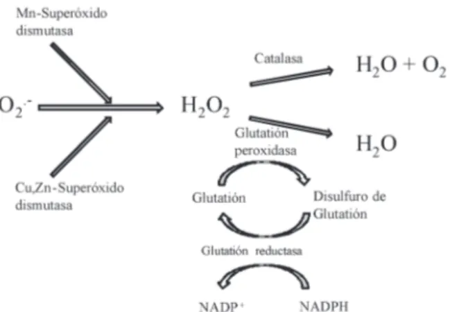 Figura  2.  esquema  general  de  reducción  del  anión  radical  superóxido  a  través  de  los  sistemas  enzimáticos  endógenos  antioxidantes