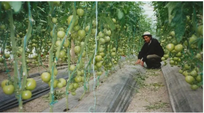 Figura 1.3. Uso de acolchado plástico en el cultivo de tomate 