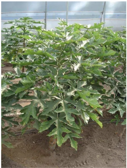 Figura 1. Planta de babaco 