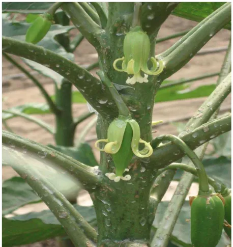 Figura 3. Floración de un babaco en la planta 