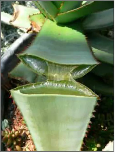 Figura No. 1 