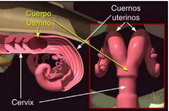 Figura 3. El utero se divide en dos cuernos uterinos 