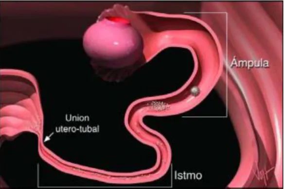 Figura 4. La unión utero-tubal (UUT), istmo, ámpula. 