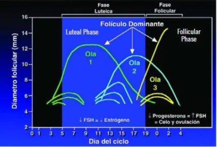 Figura 5: olas del crecimiento folicular durante las fases del ciclo estral 