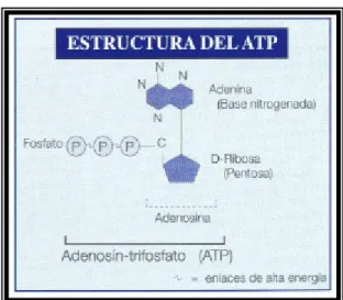 Figura 1. Esquema de la Estructura del ATP. 