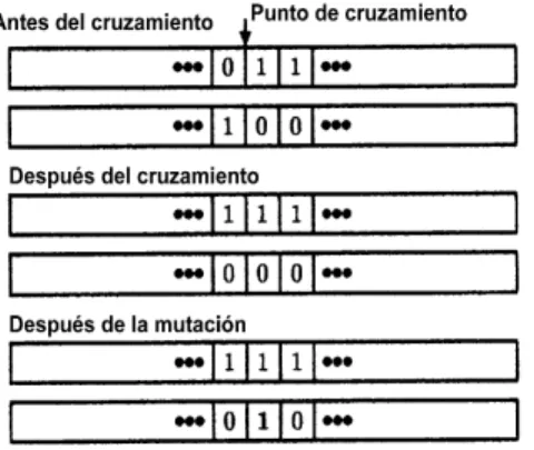 Figura 4.3: Efecto de la codificación binaria en la recombinación y la mutación  Otra  dificultad  asociada  a  la  codificación  binaria  es  denominada  Peñasco  de  Hamming,    por  ejemplo,  los  números enteros 3  y  4  se  representan   en  binario  