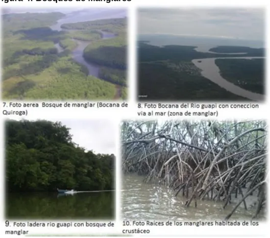 Figura 4: Bosques de Manglares  