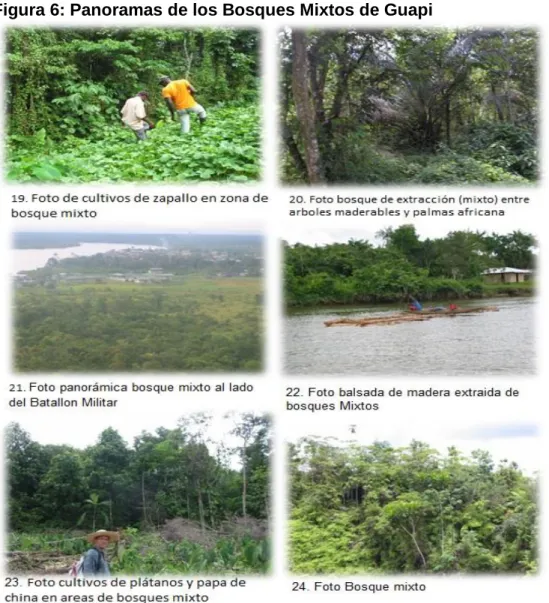 Figura 6: Panoramas de los Bosques Mixtos de Guapi 