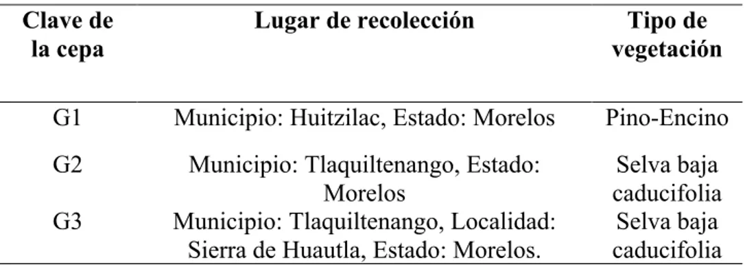 Tabla 2. Tipo de vegetación y lugar de recolección de las cepas nativas de Ganoderma spp.