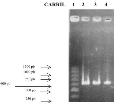 Figura  4.  Patrón  electroforético  de  las  3  cepas  de  Ganoderma  spp.,  carril  1  marcador  de  peso  molecular, carril 2 cepa-G1, carril 3 cepa-G2 y carril 4 cepa-G4