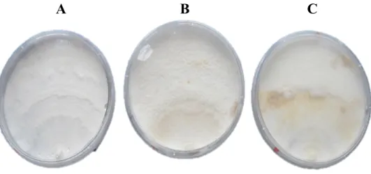 Figura  6.  Colonización  de  micelio  de  cepas  Ganoderma  curtisii  (A),  Ganoderma  sp1(B),  Ganoderma sp2(C) en medio PDA