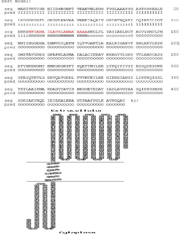 Figura  3.  Predicción  de  hélices  transmembranales;  A)  PredictProtein;  predice  el  residuo  Ala108-  Ser  125,  B)  TMpred;  predice  tres  regiones  26-44,  104-125,133-154,  considerando  la  región  TM  con  el  score  de  699  (resaltado  con  u