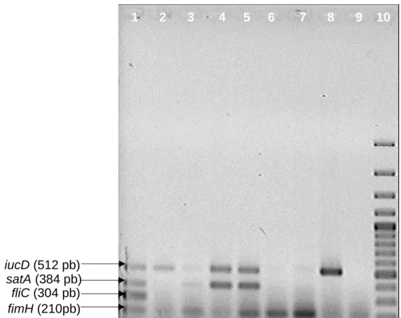 Figura  3.  Determinación  de  genes  de  virulencia  de  UPEC  por  PCR  múltiple  1