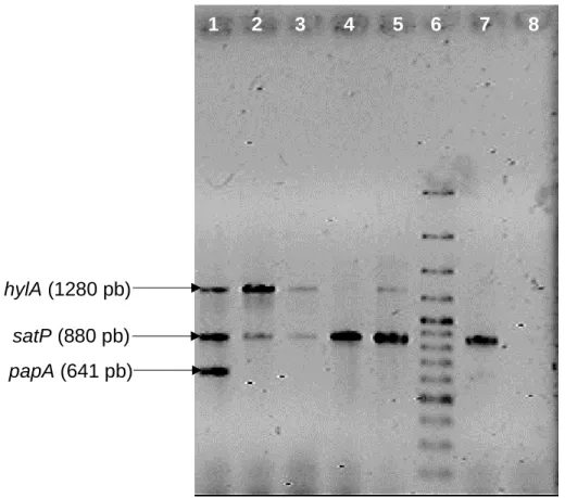 Figura  5.  Determinación  de  genes  de  virulencia  de  UPEC  por  PCR  múltiple  3
