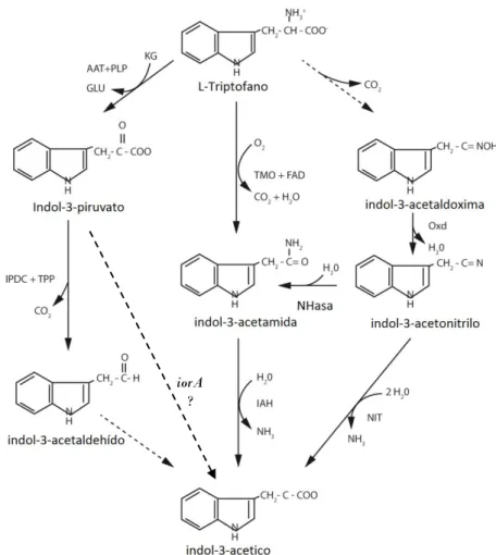 Fig.  1.  Vías  de  síntesis  de  AIA.    La  síntesis  de  AIA  requiere  del  aminoácido  Trp  como  su  precursor