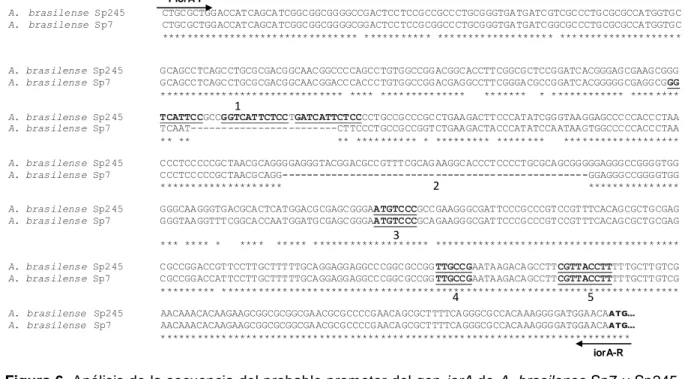 Figura 6. Análisis de la secuencia del probable promotor del gen iorA de A. brasilense Sp7 y Sp245