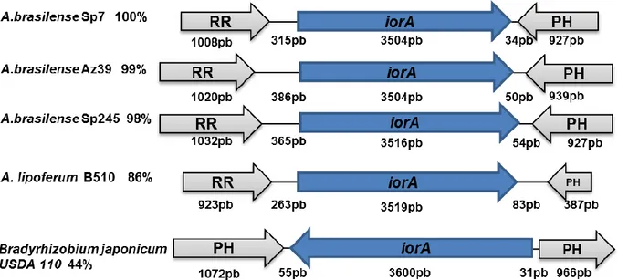 Figura 8. Análisis de los dominios de la proteína IorA. Se pueden observar los dominios que  presenta la proteína IorA de A