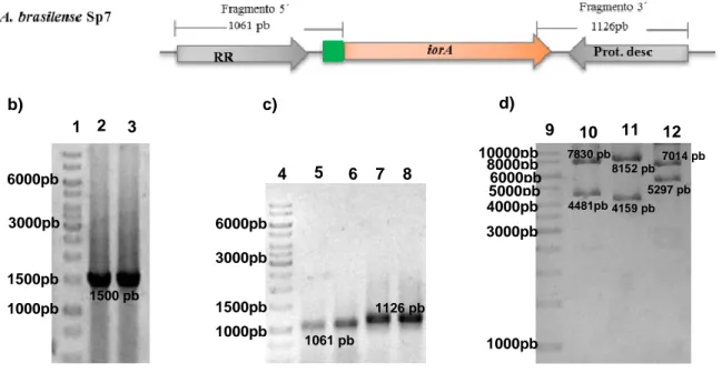 Figura 9. Construcción del plásmido pJMS-mChKm. 9a) imagen que muestra los fragmentos  5´y  3´  clonados  en  el  plásmido  pJMS-mChKm