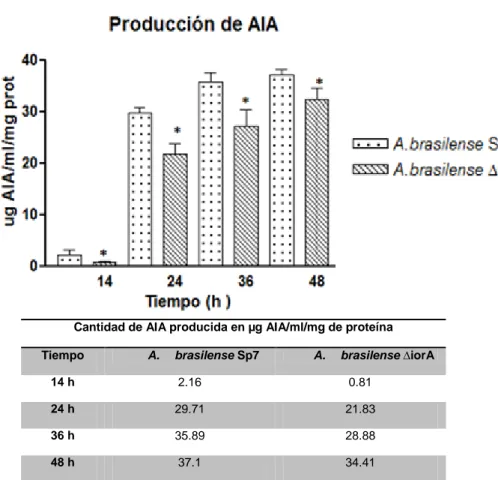 Figura  12.  Determinación  de  la  producción  de  AIA.  Las  cepas  fueron  crecidas  en  medio  mínimo K-malato suplementado con 100 µg/ml de triptófano y analizadas a 14, 24, 36 y 48 h