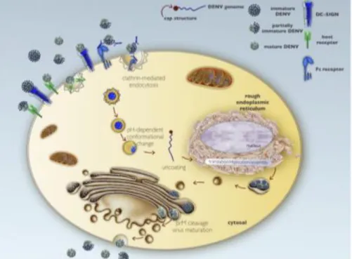 Fig.  2 Ciclo de replicación del virus DENV. El virus dengue infecta a la célula hospedera vía endocitosis mediada por  receptor y después de la acidificación de la vesícula y cambios conformacionales de las proteínas prM/M y E, el ARN  viral  es  descubie