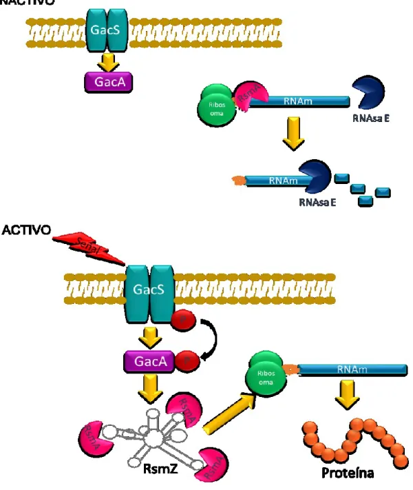 Fig. 9 Esquematización de la relación del sistema de doble componente GacS/GacA y el sistema de regulación  post – transcripcional Rsm en  – proteobacterias