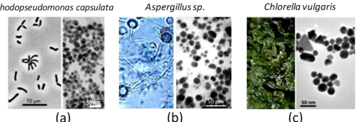 Figura  1.4.  Imágenes  de  algunos  microorganismos  utilizados  para  biosíntesis  de  NPs-M: 