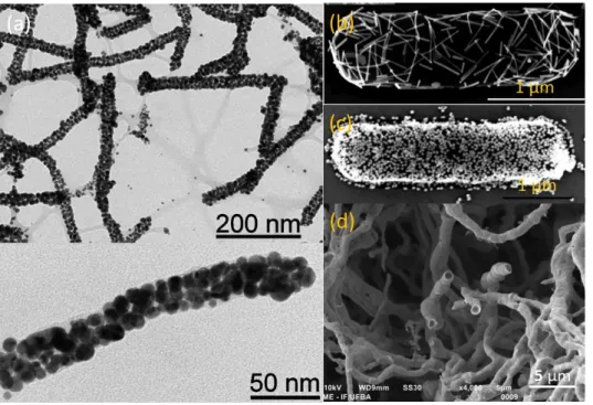 Figura 1.10. Imágenes (a) TEM de nanoalambres de TMV cubiertas con NPs-Au [29]; (b)  Nanobarras (25 nm de diámetro y 400 nm de longitud) depositadas sobre la superficie de la  bacteria  Bacillus  cereus  [176];  (c)  Nanoesferas  (45  nm  de  diámetro)  de