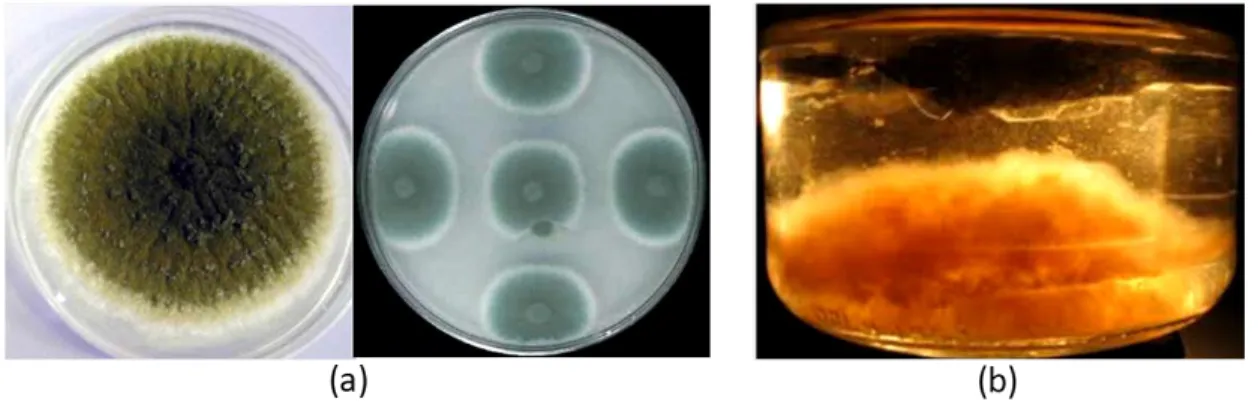 Figura 2.8. Medios de cultivo artificiales utilizados en los laboratorios para el crecimiento  de los hongos: (a) sólidos y (b) líquido