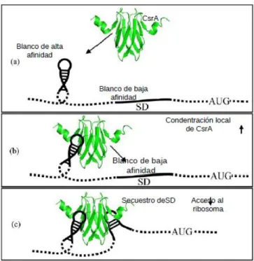 Figura 3. Interacción de CsrA con la estructura de tallo de los RNAs (Mercante et al., 2009)