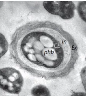 Figura 6. Micrografía electrónica del quiste de A. vinelandii 