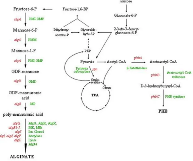 Figura 9. Metabolismo de la producción de alginato y PHB en A. vinelandii (Galindo et al., 2007)