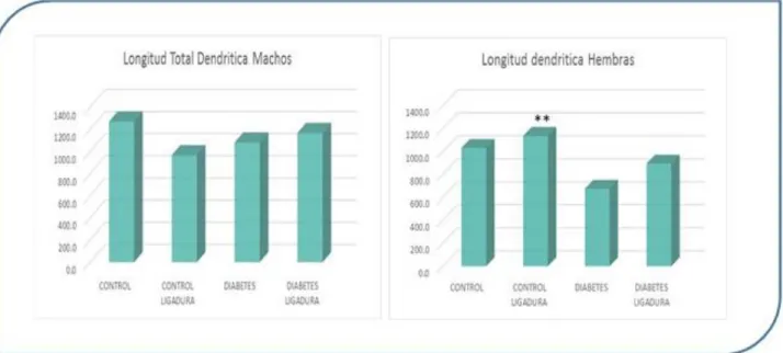 Figura 10 Comparación de la arborización dendrítica total entre los distintos grupos de estudio, de hembras y machos