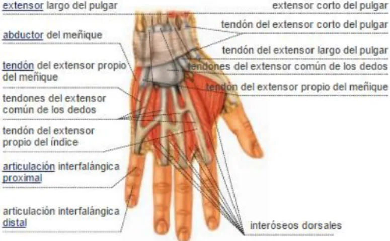 Figura 17: Vista dorsal de los tendones extensores de la mano. 