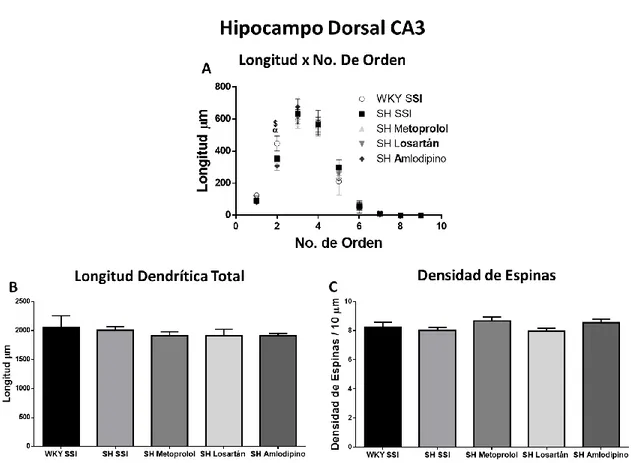 Figura 18. Análisis morfológico del hipocampo dorsal CA3. Longitud x No. de orden:  α , WKY SSI vs  SH metoprolol;  $ , WKY SSI vs SH amlodipino