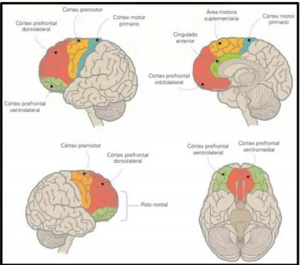 Figura 1.1 Subregiones del córtex prefrontal  