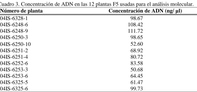 Cuadro 3. Concentración de ADN en las 12 plantas F5 usadas para el análisis molecular