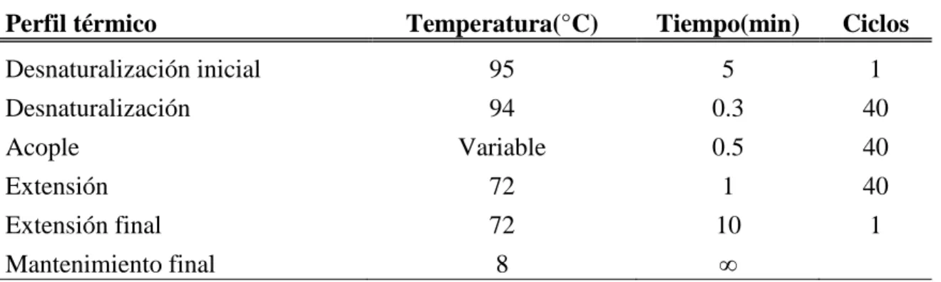 Cuadro  5. Perfil térmico  de la PCR para el análisis con microsatélites incluyendo la  temperatura, el tiempo y el número de ciclos de la PCR