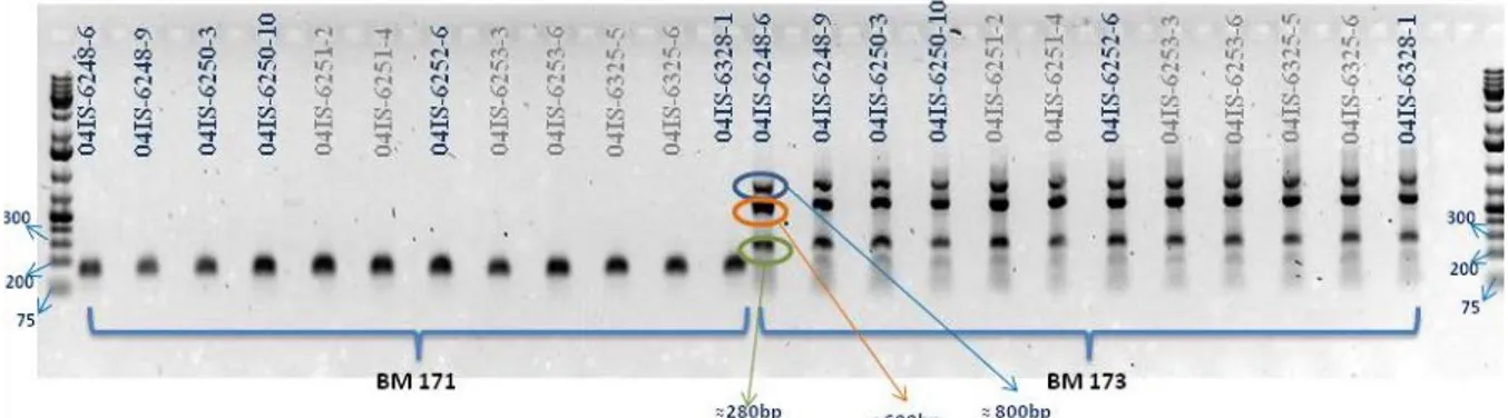 Figura 1. Bandas electroforéticas del producto de la PCR de los marcadores microsatélites  BM 171 y BM 173, para los 12 genotipos evaluados