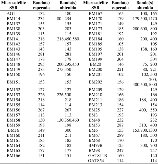 Cuadro 7. Bandas electroforéticas  (tamaño expresado en pares de bases, pb) obtenidas y  esperadas de cada microsatélite evaluado