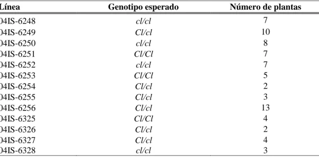 Cuadro 1. Número de plantas emergidas por línea de la generación F5, provenientes de la  cruza  t z cl G b v virgarcus BC3 5-593 x t z sel  Cl G b v sellatus BC3 5-593 en Mayagüez,  Puerto Rico