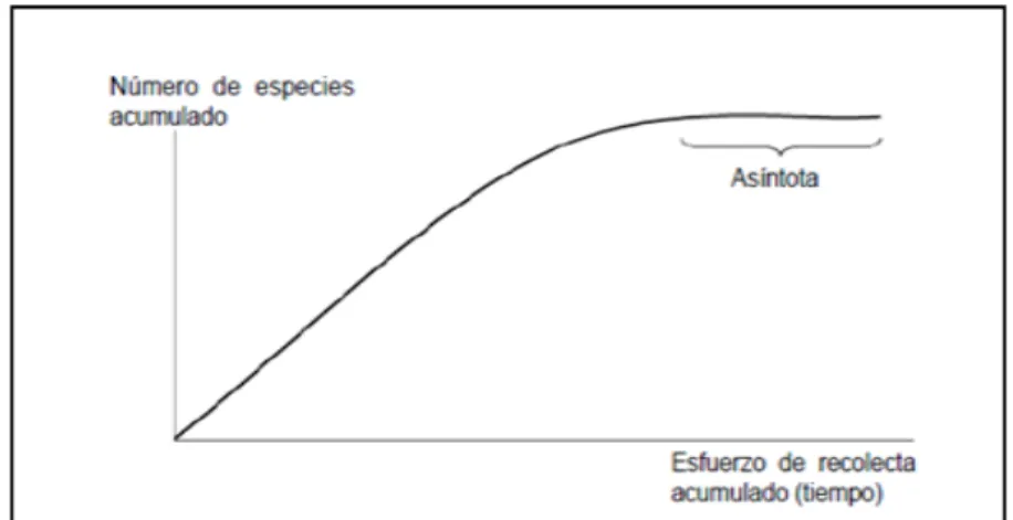 Figura 1. Representación gráfica de una curva de acumulación de especies. 