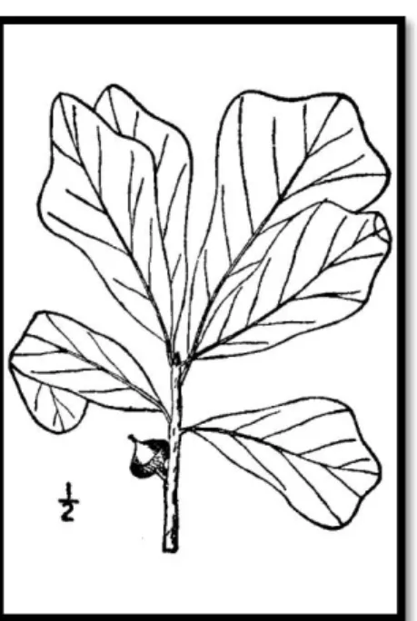 Table 4. General characteristics of Quercus nigra L. 