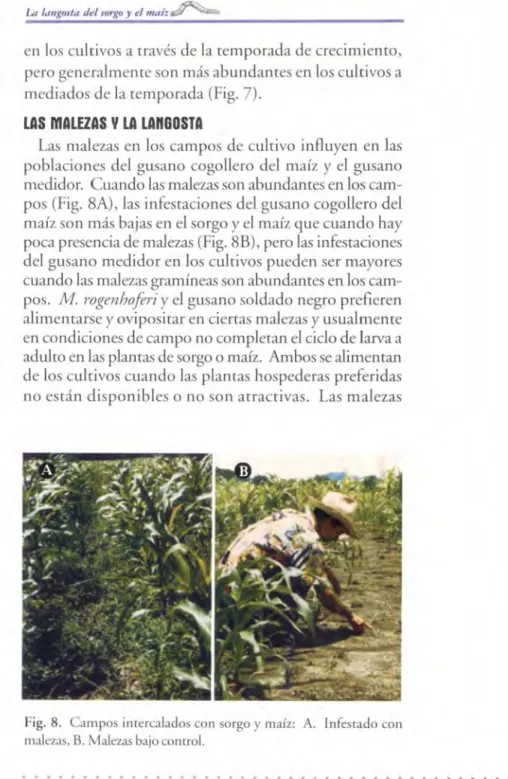 Fig. 8.  Campos imercalados con so rgo  y  maíz:  A.  Infesrado con  malez.'ls,  B.  Malezas bajo comrol